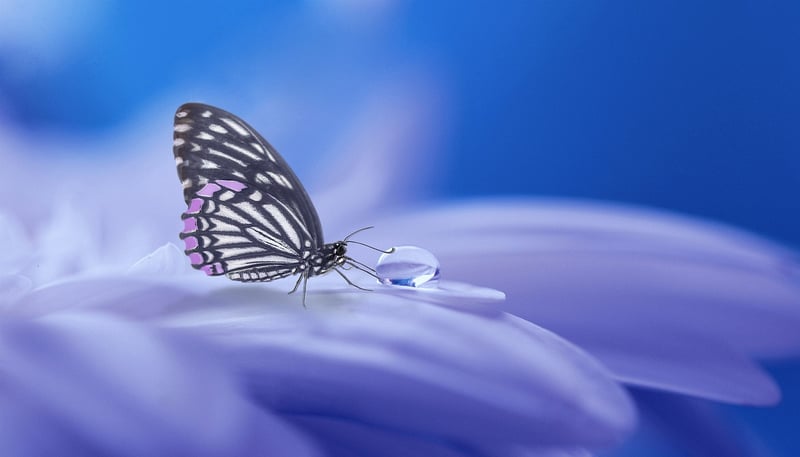 Enchanted Habitat